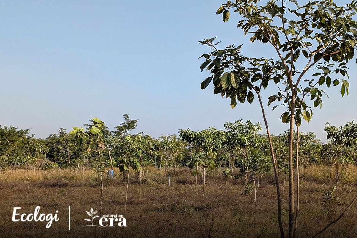 Young trees growing at the Esteros de Acapan restoration site in Guatemala