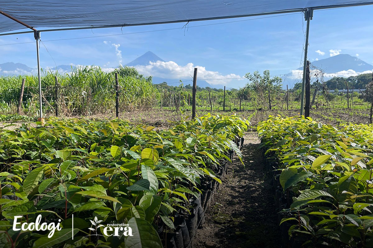 Rows of tree seedlings in the project nursery, with volcanoes in the distance
