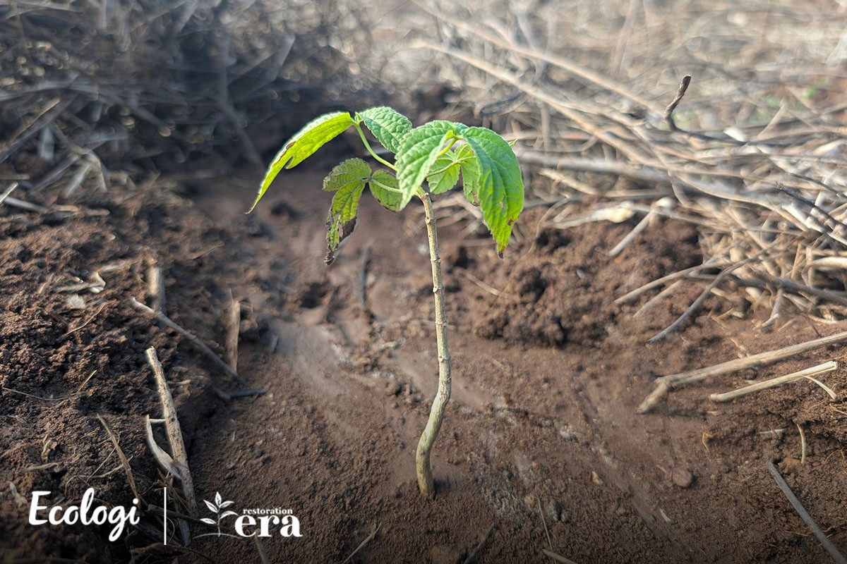 A newly planted seedling in dry ground at the restoration site