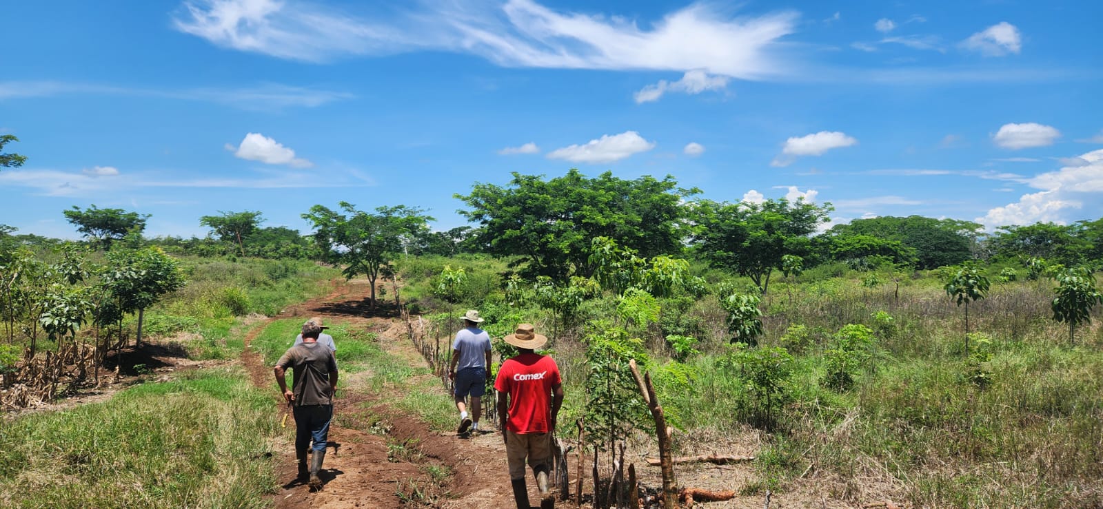 Members of the planting team walking between young trees