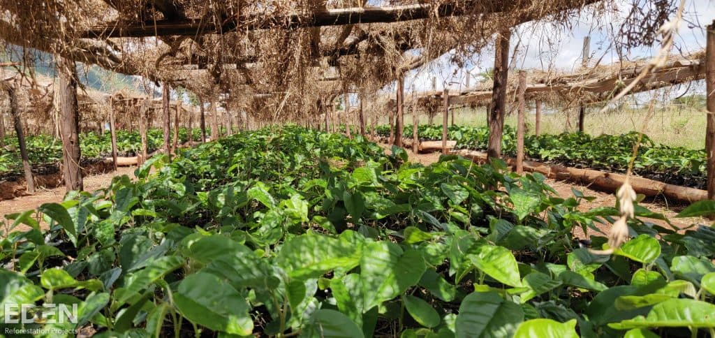 The forest restoration project in the Mau Region, Kenya
