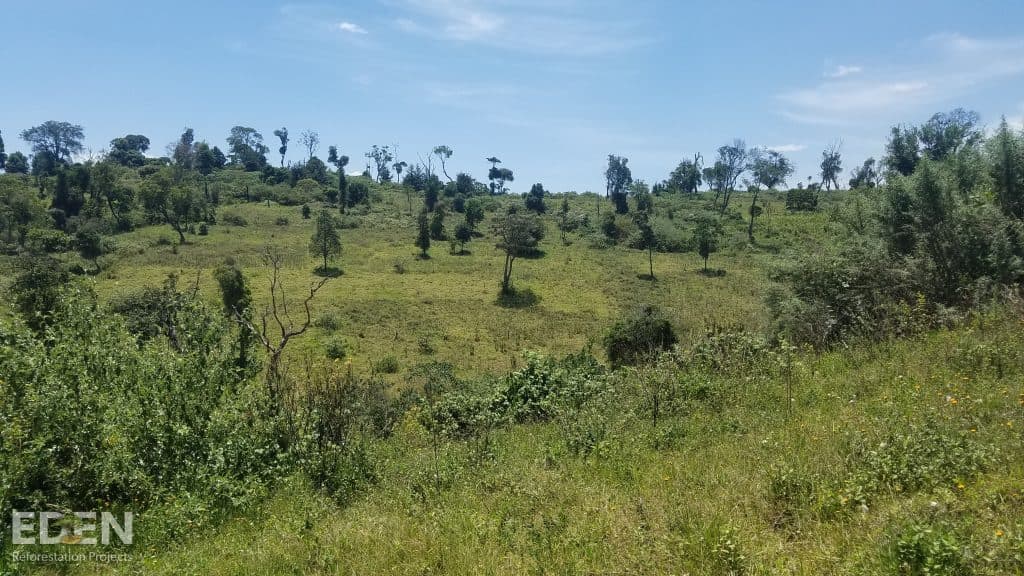 The forest restoration project in the Mau Region, Kenya