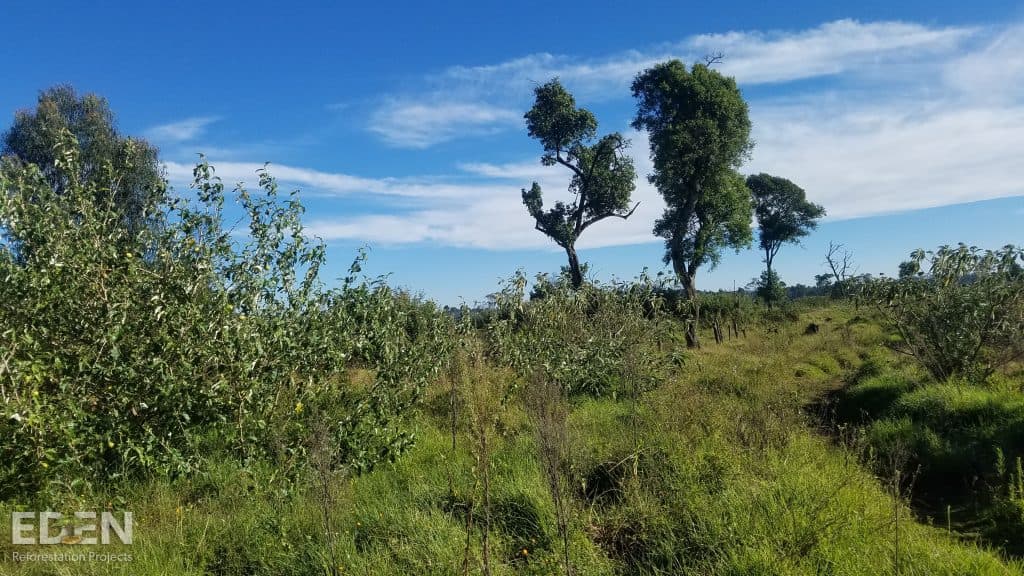 The forest restoration project in the Mau Region, Kenya