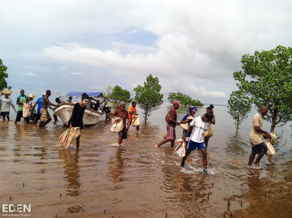 Mangrove planting in Madagascar