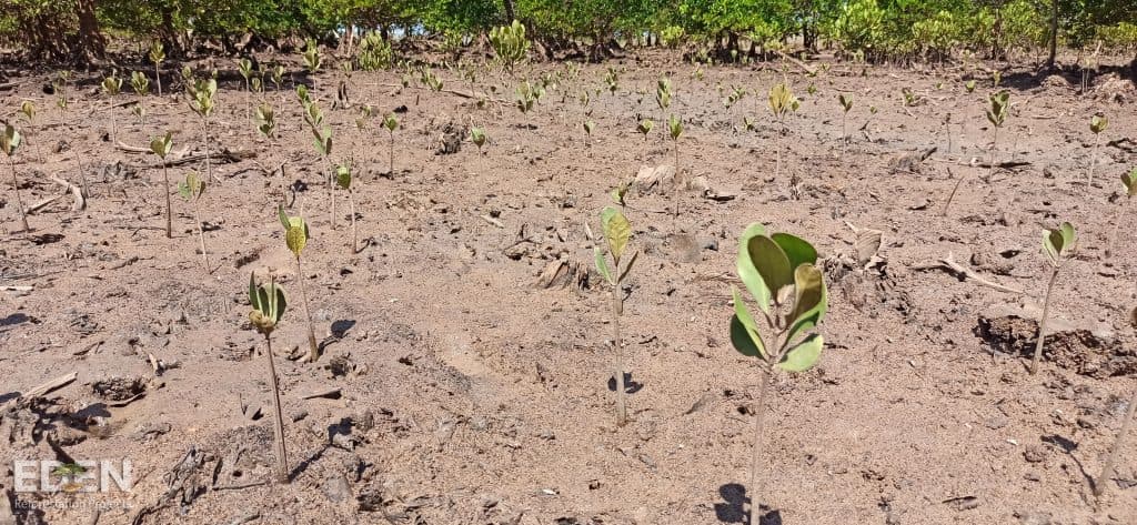 Mangrove planting in Madagascar