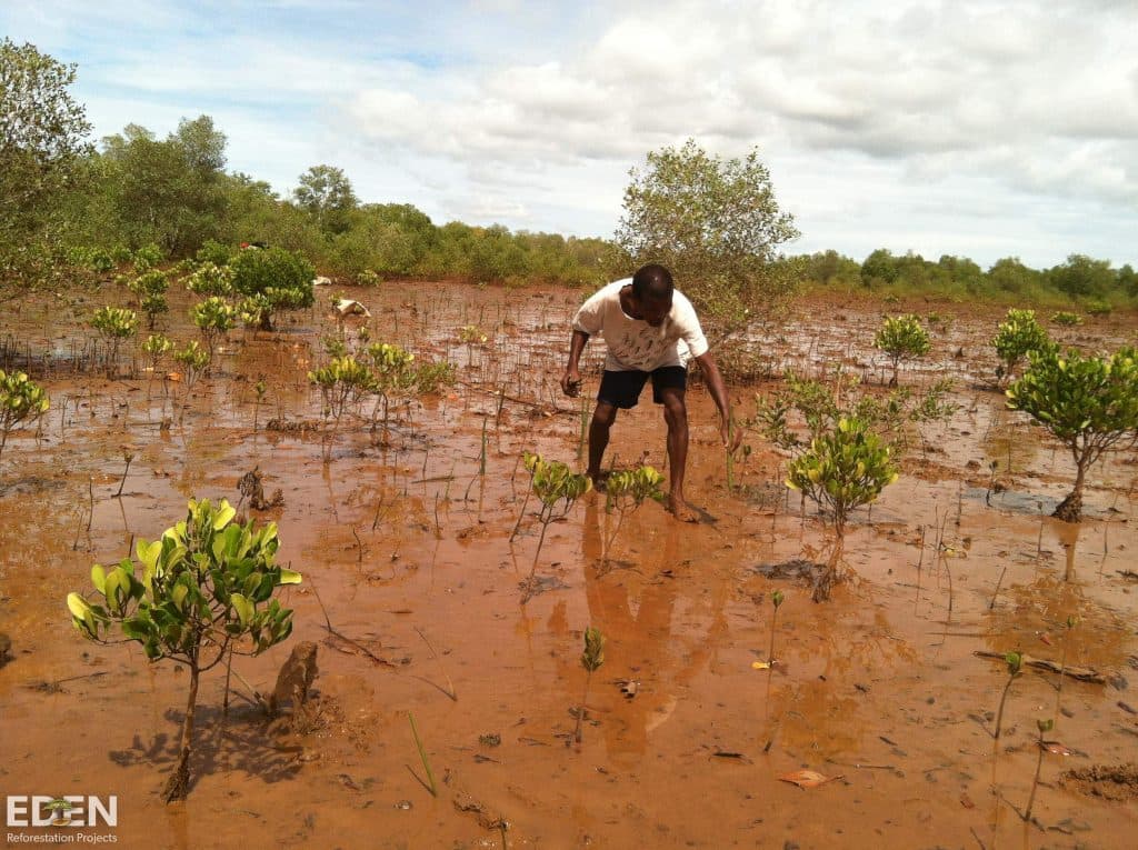 Mangrove planting in Madagascar