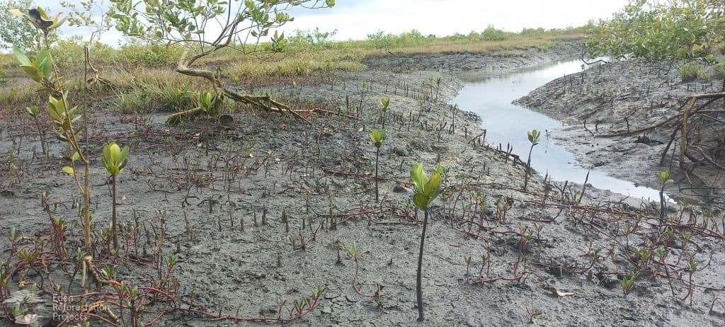 The mangrove planting project in Mozambique