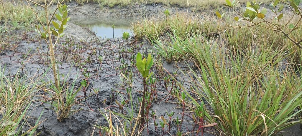 The mangrove planting project in Mozambique