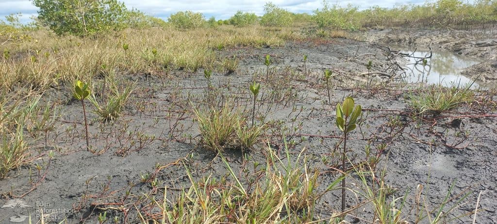 The mangrove planting project in Mozambique