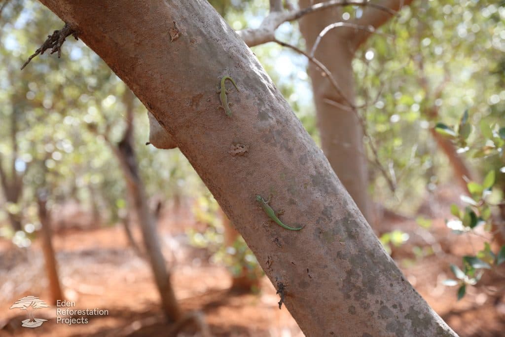 The mangrove planting project at Kandrany, Madagascar