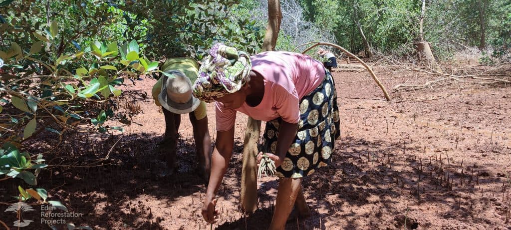 The mangrove planting project at Kandrany, Madagascar