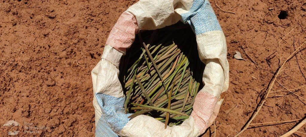 The mangrove planting project at Kandrany, Madagascar
