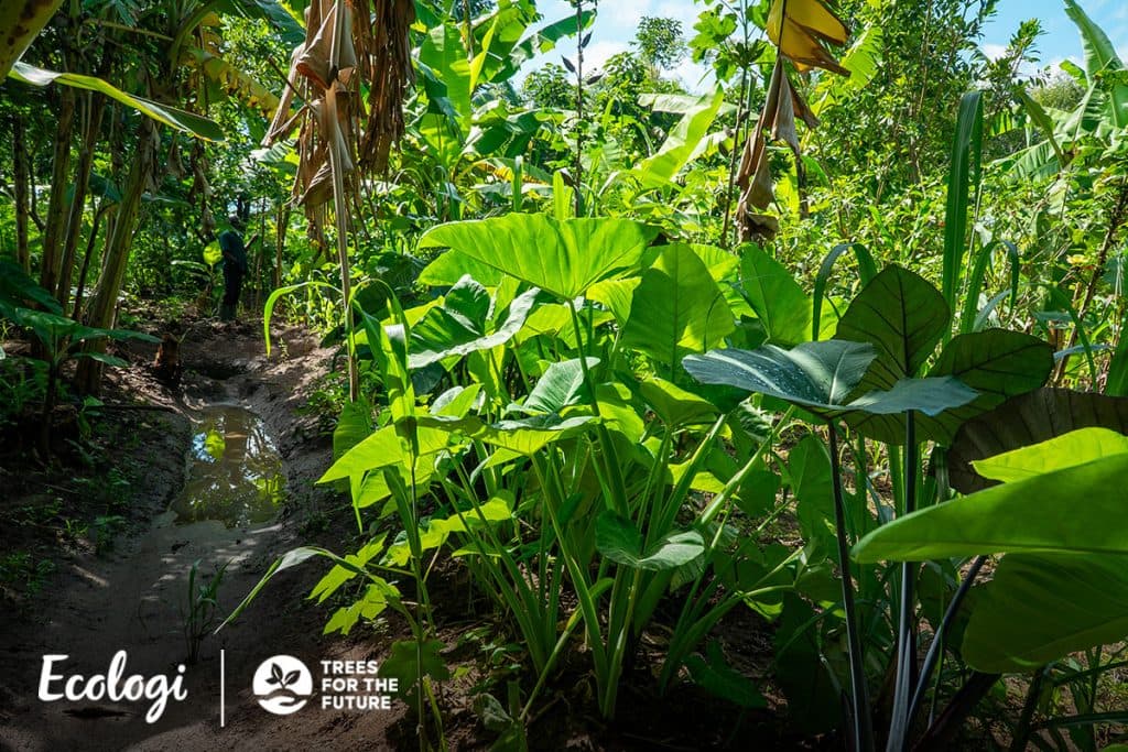 The Forest Gardens project in Mount Elgon, Uganda