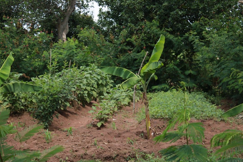 The Forest Gardens project in Uganda