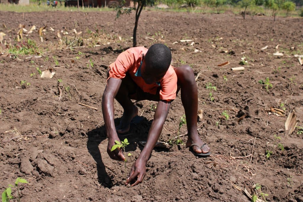 Reforestation in Uganda