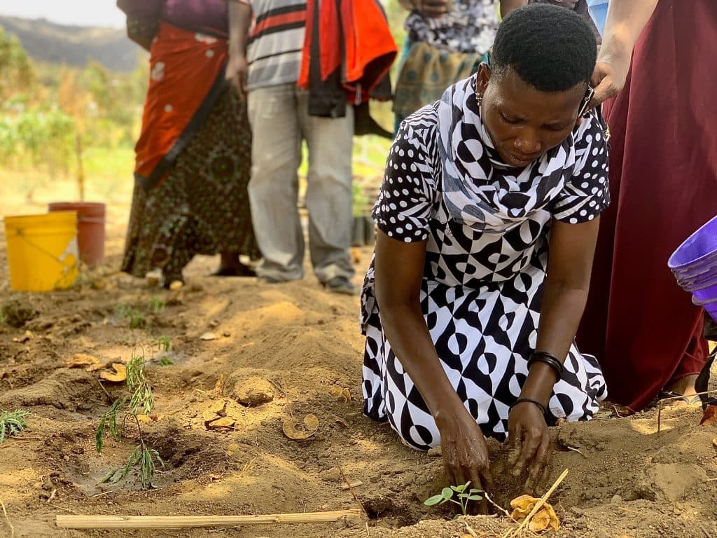 A Trees for the Future forest garden project