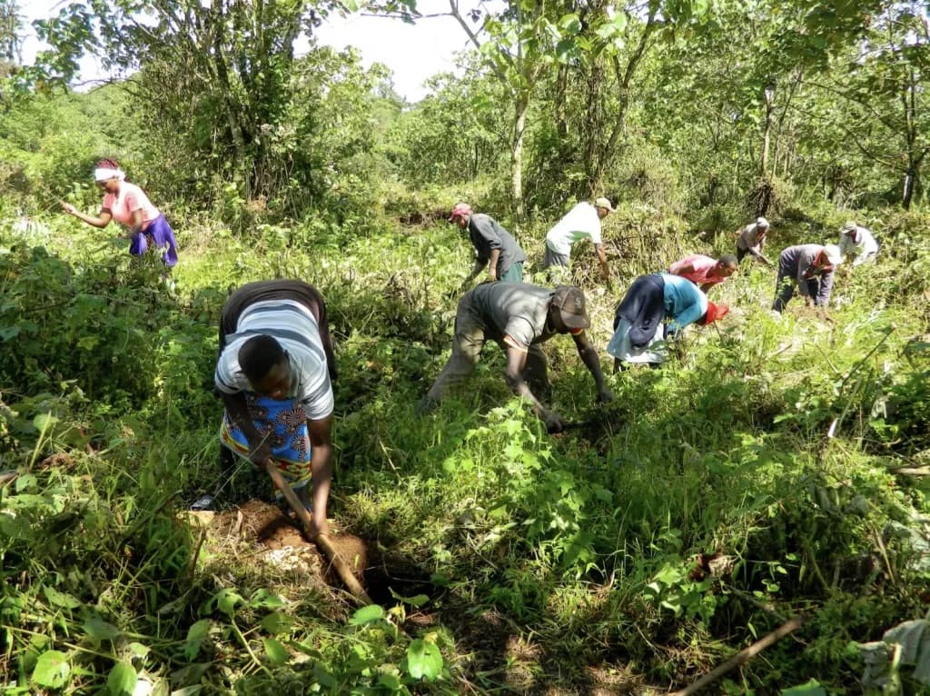 The Dundori Forest restoration project in Kenya