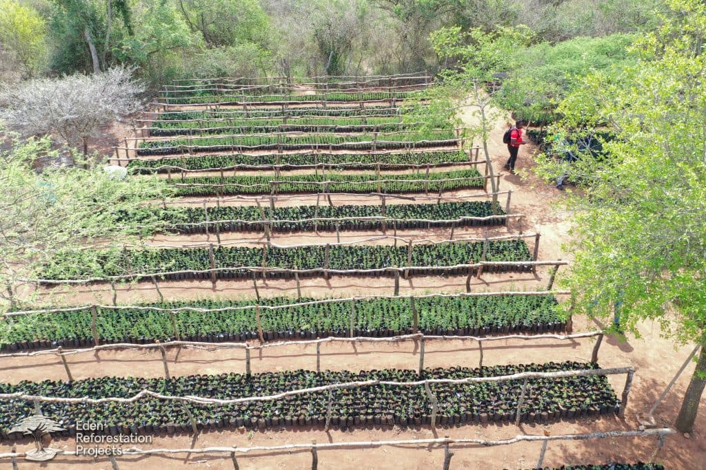 Reforestation at Mussuquelane, Mozambique