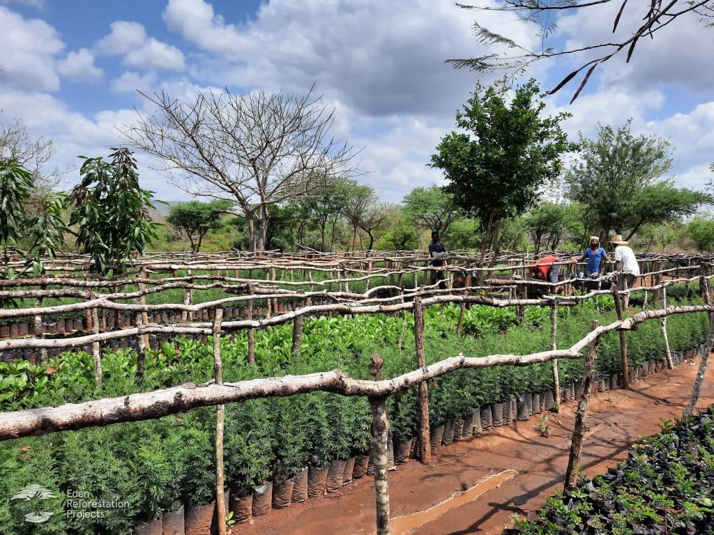 Reforestation at Mussuquelane, Mozambique