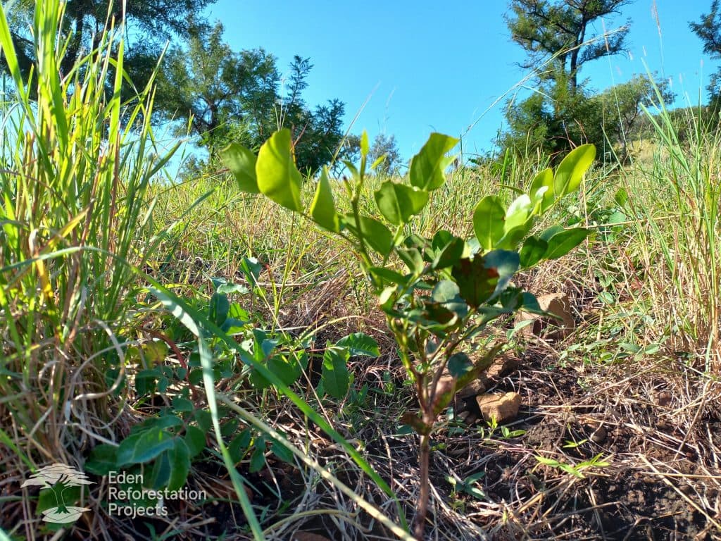 Reforestation at Mussuquelane, Mozambique