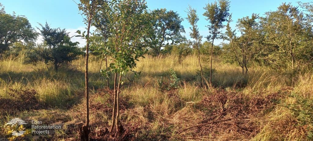 Reforestation at Mussuquelane, Mozambique
