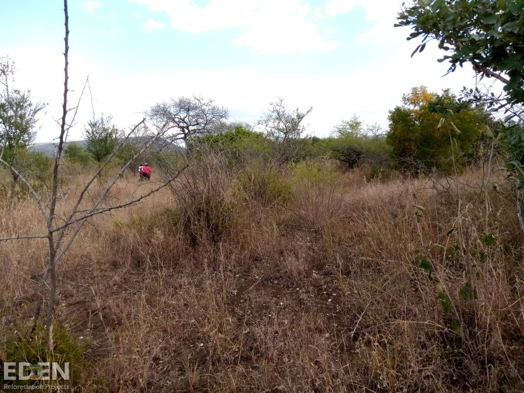 The reforestation project at Changalane, Mozambique