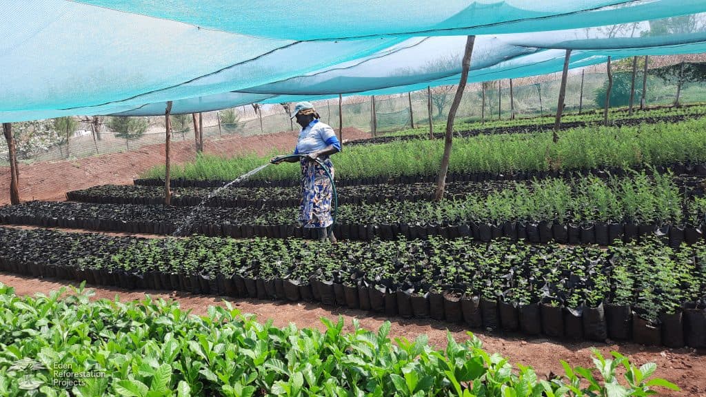 The reforestation project at Changalane, Mozambique