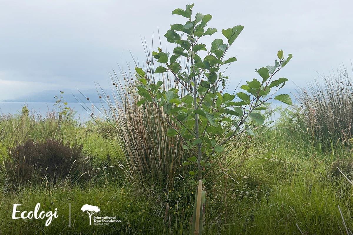 One of the UK reforestation sites Ecologi supports