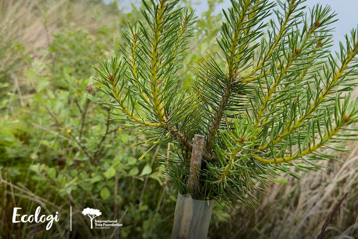 One of the UK reforestation sites Ecologi supports