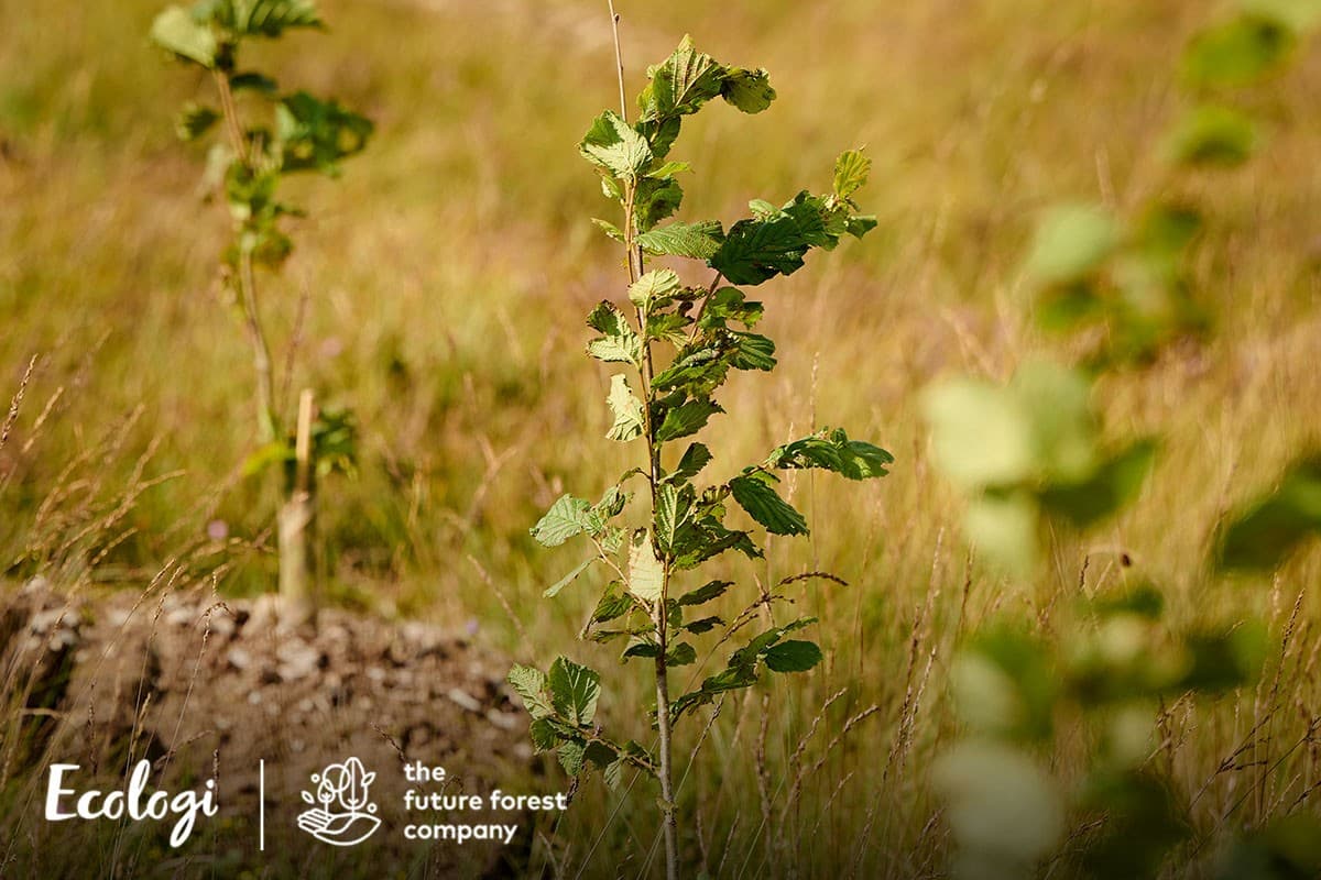 One of the UK reforestation sites Ecologi supports