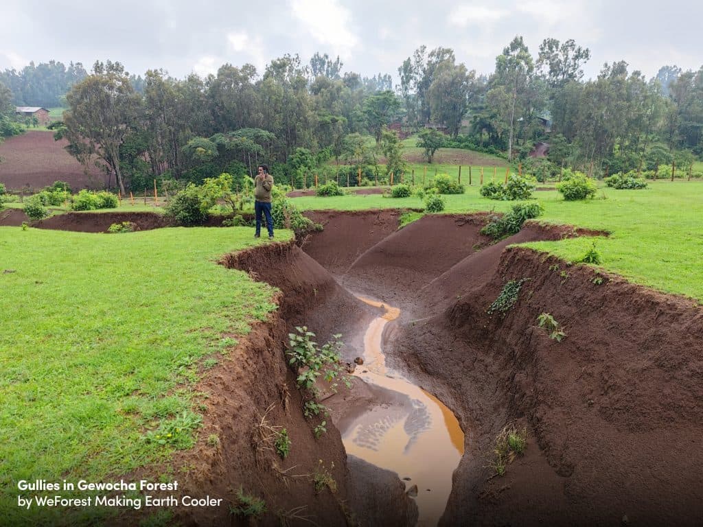 The Gewocha Forest project in Ethiopia