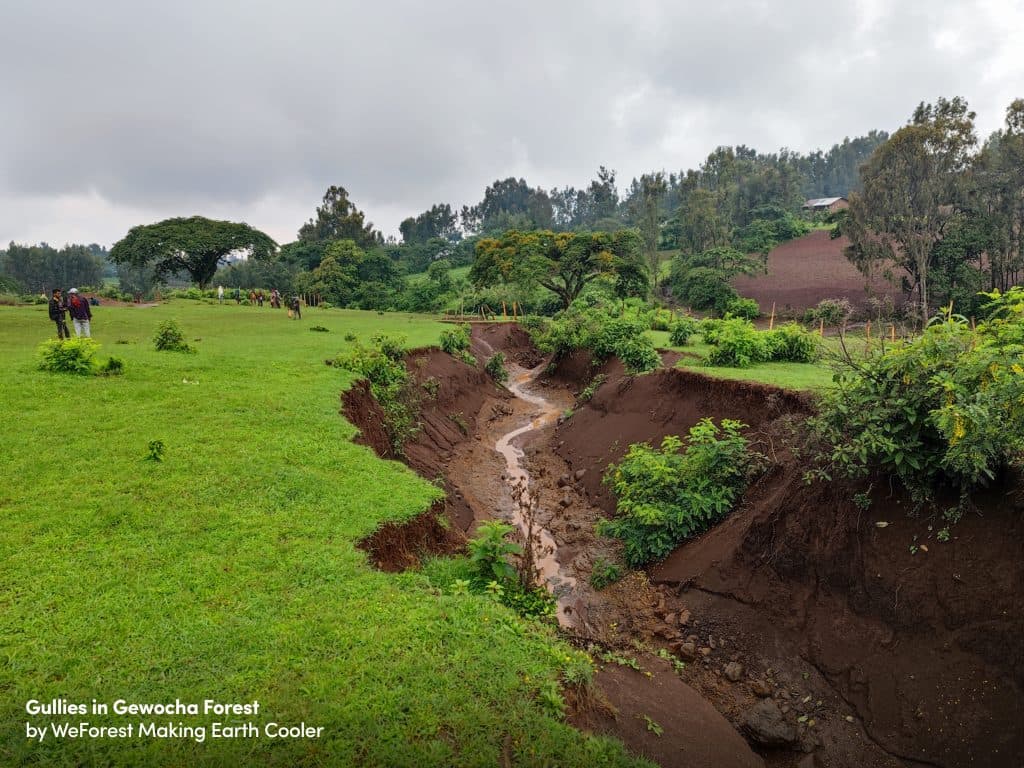 The Gewocha Forest project in Ethiopia