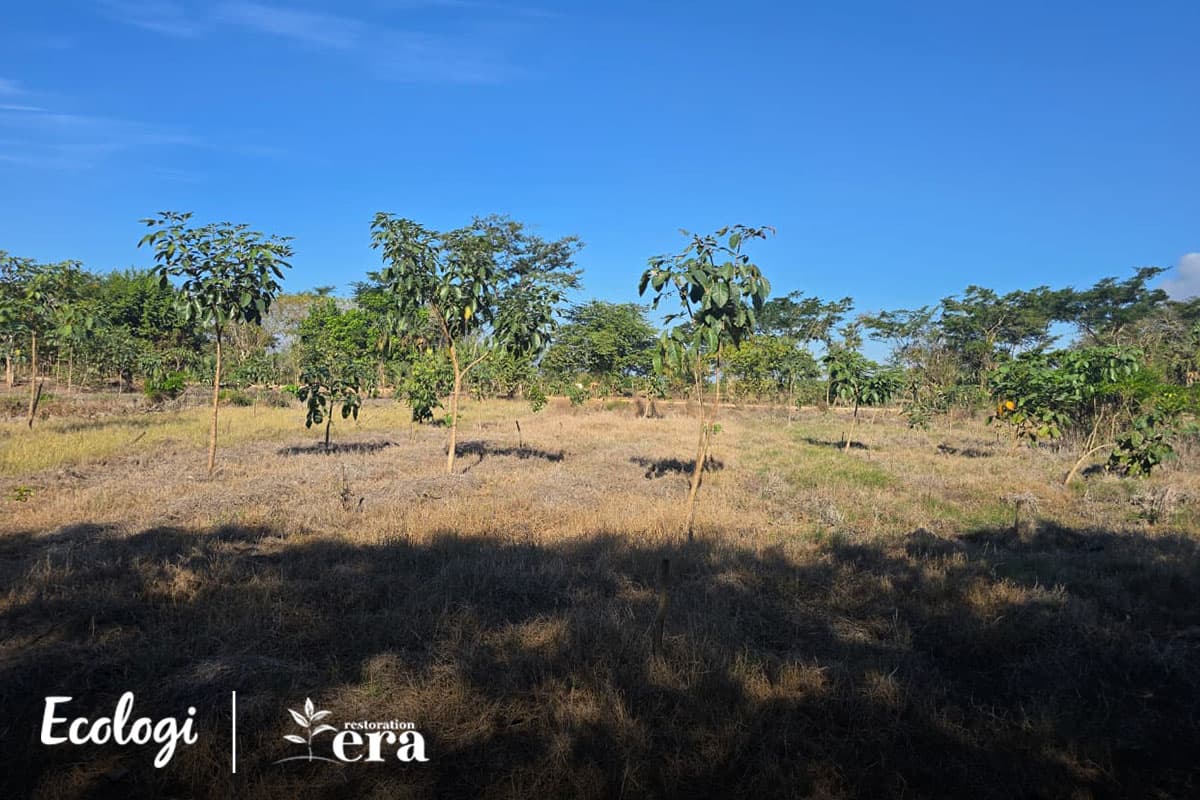 Restoring degraded land through agroforestry in Guatemala