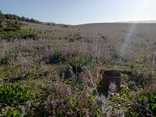 The native fruit tree project in Morocco